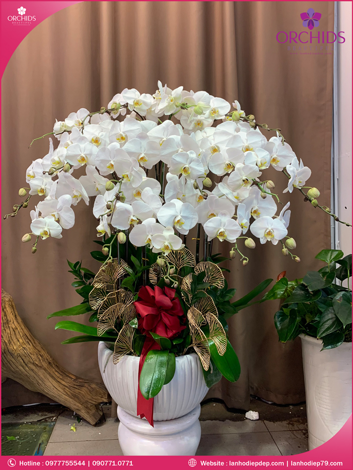 Chậu hoa lan hồ điệp trắng 15 cành