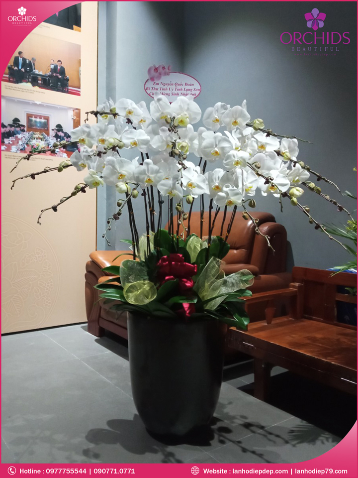 Chậu hoa lan hồ điệp trắng 15 cành