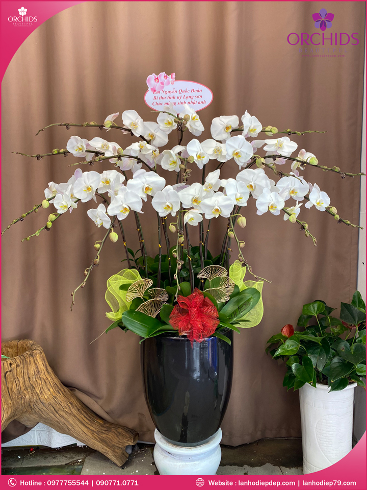 Chậu hoa lan hồ điệp trắng 15 cành