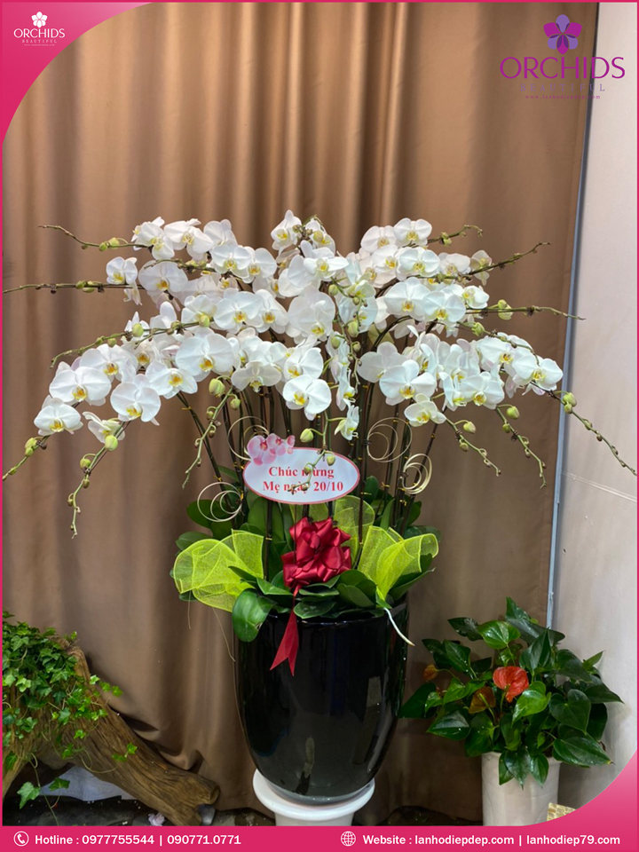 Chậu hoa lan hồ điệp trắng 20 cành