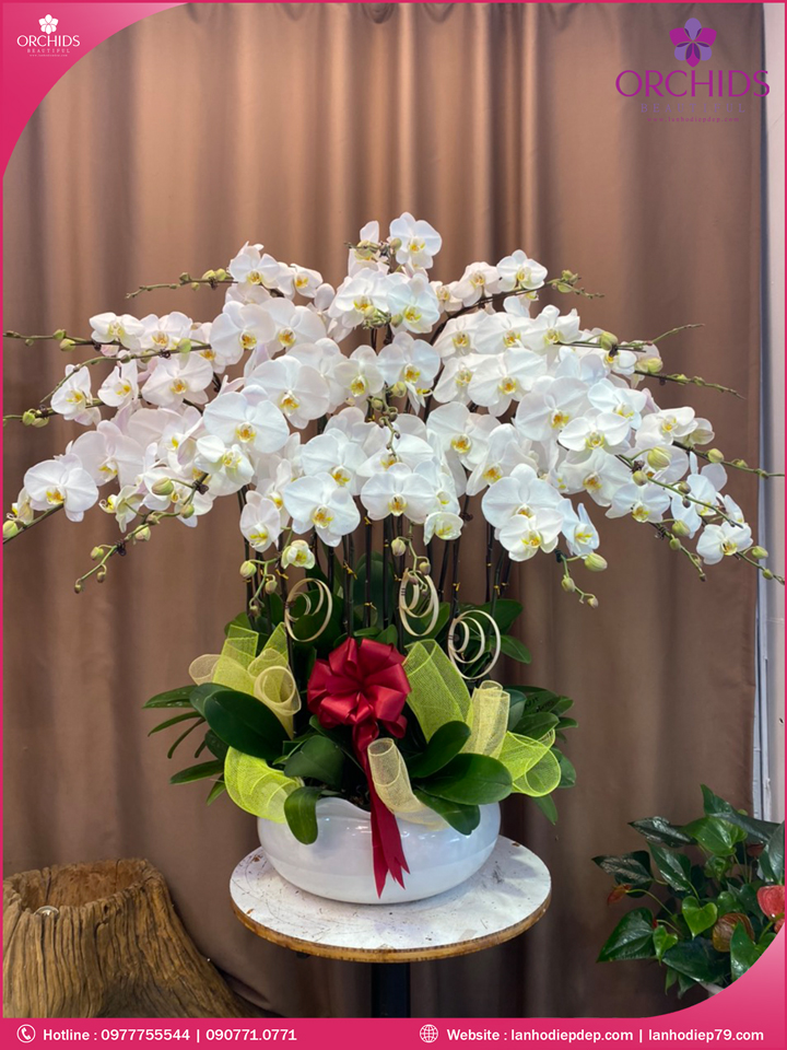 Chậu hoa lan hồ điệp trắng 20 cành