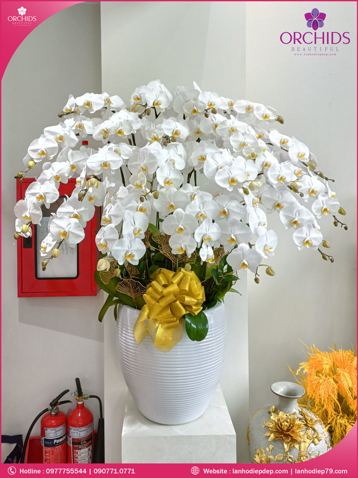 Chậu hoa lan hồ điệp trắng 20 cành
