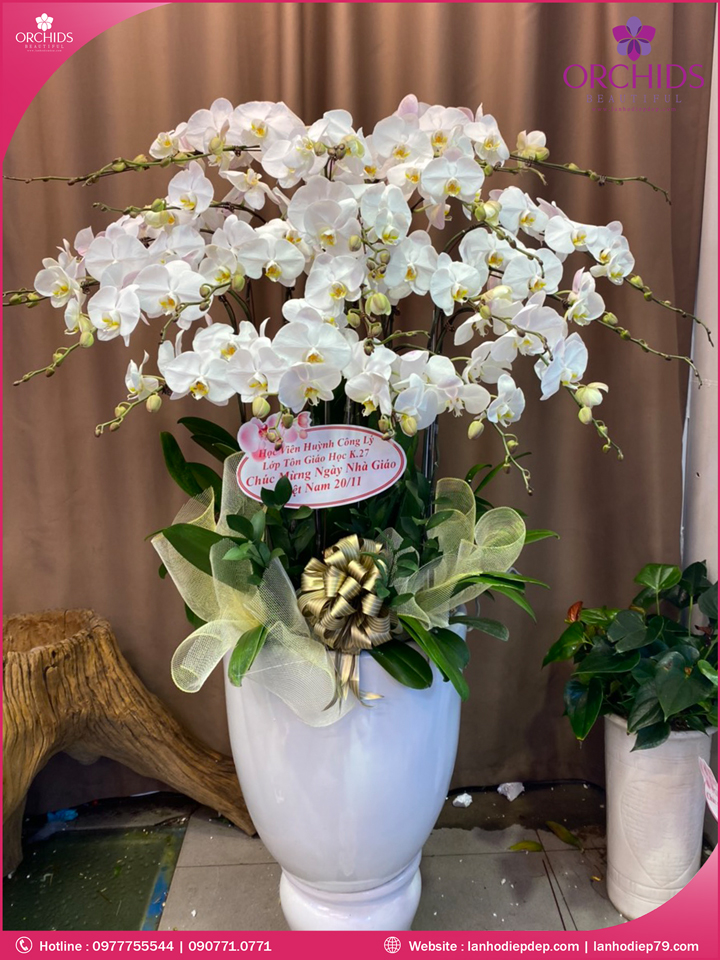 Chậu hoa lan hồ điệp trắng 21 cành