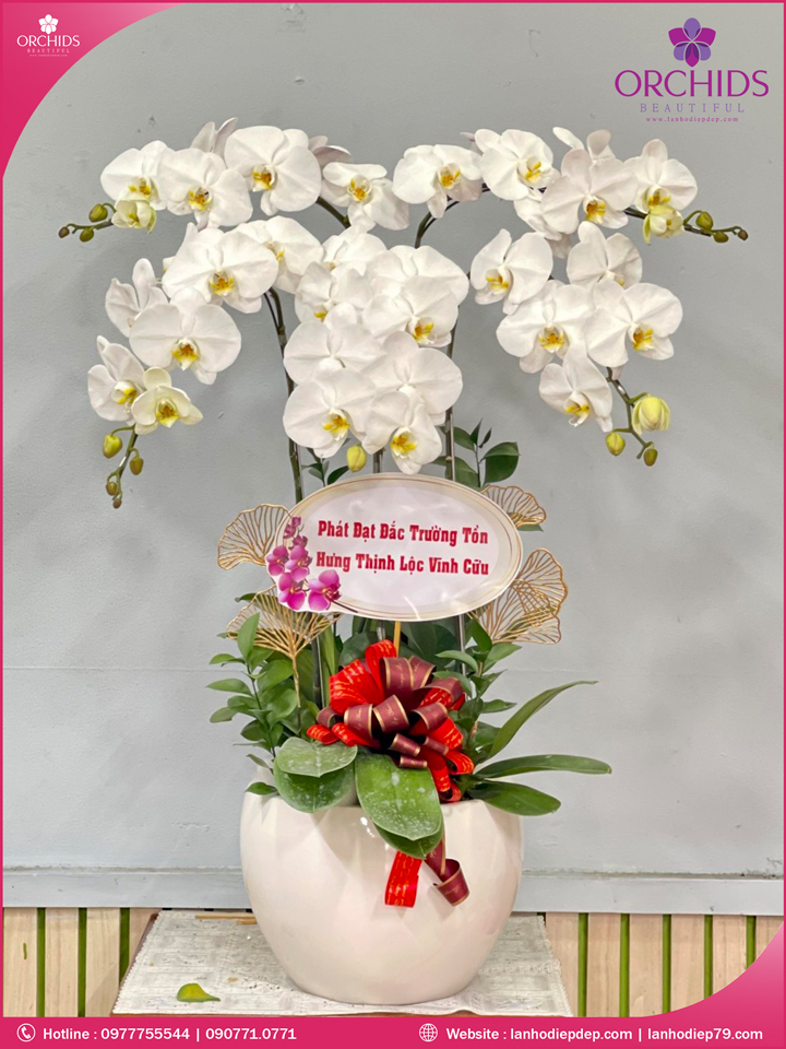 Chậu hoa lan hồ điệp trắng 5 cành
