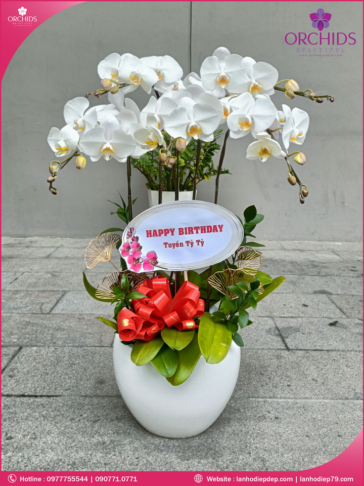 Chậu hoa lan hồ điệp trắng 5 cành