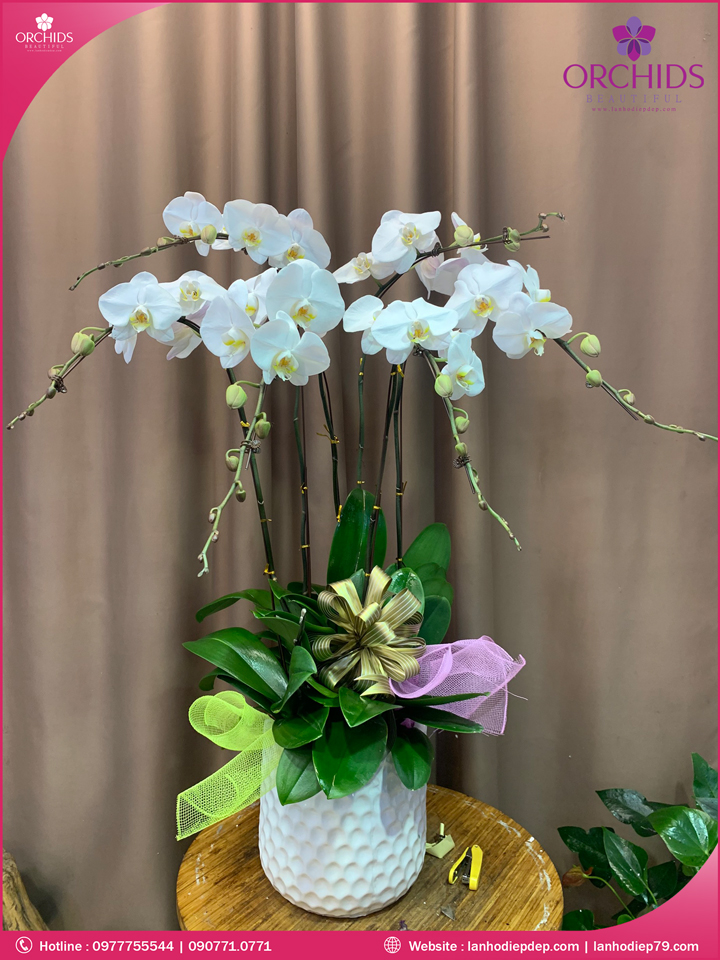 Chậu hoa lan hồ điệp trắng 6 cành