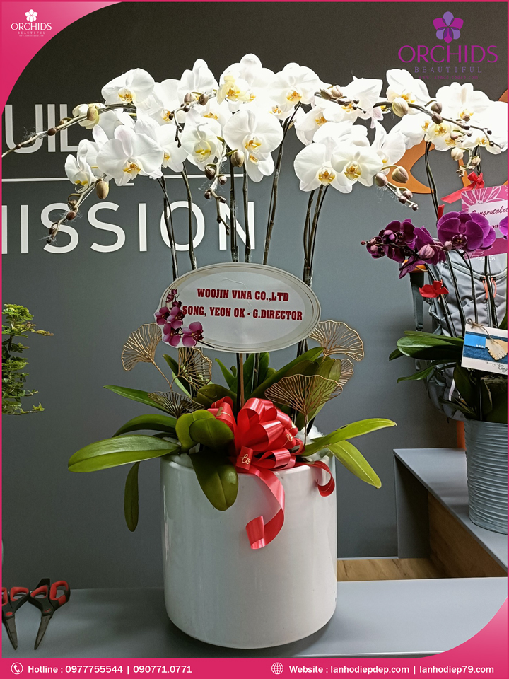 Chậu hoa lan hồ điệp trắng 7 cành