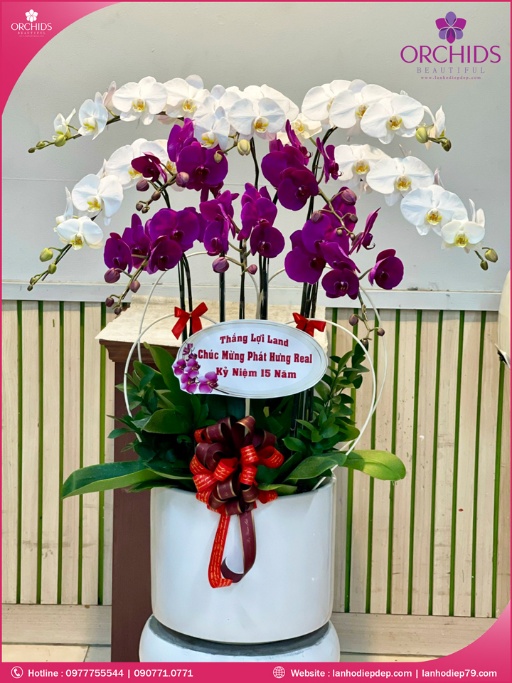 Chậu hoa lan hồ điệp trắng tím 10 cành