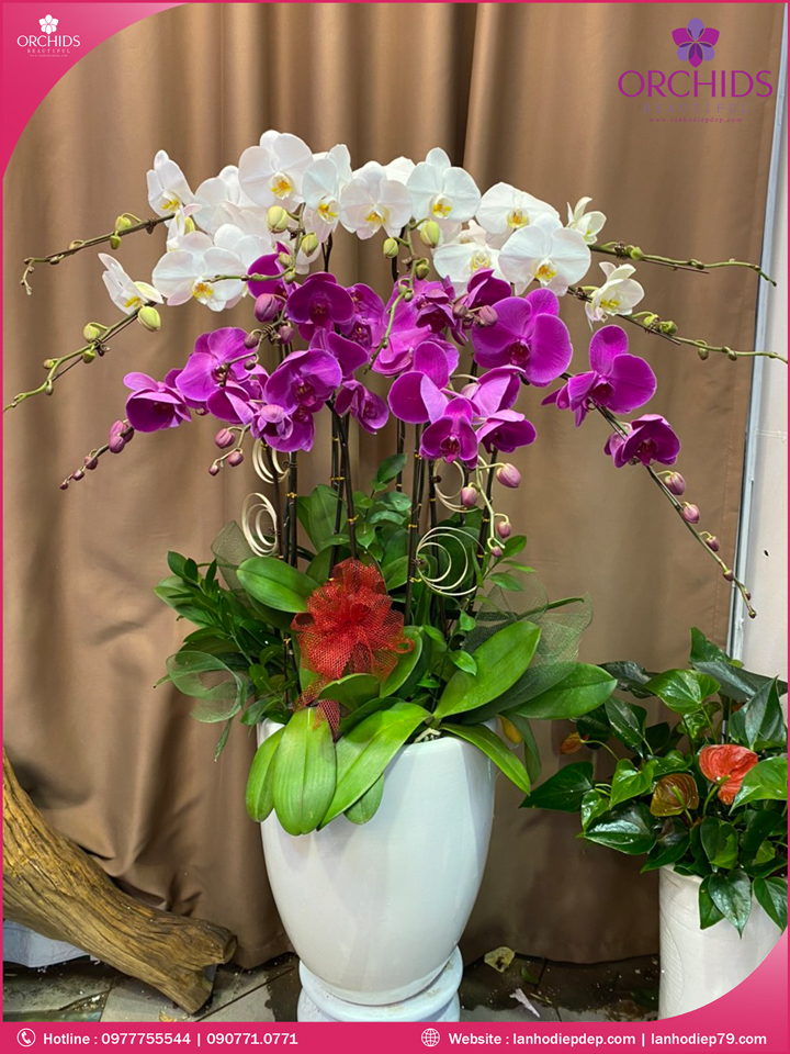 Chậu hoa lan hồ điệp trắng tím 12 cành