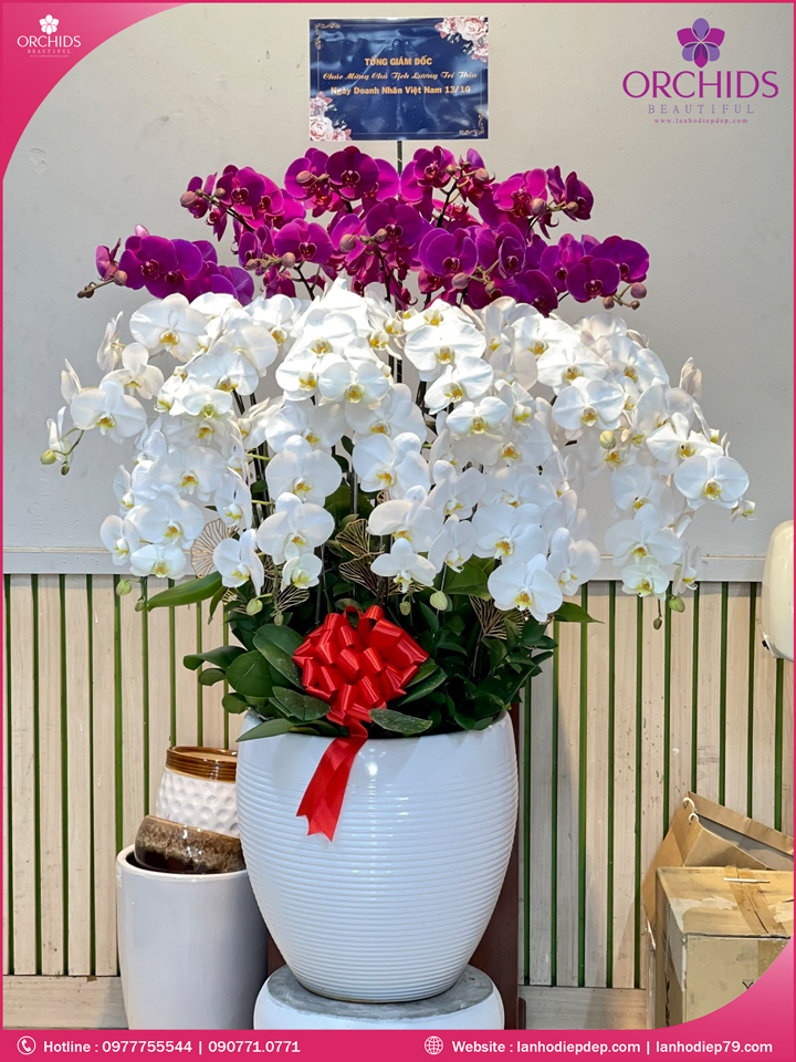 Chậu hoa lan hồ điệp trắng tím 25 cành