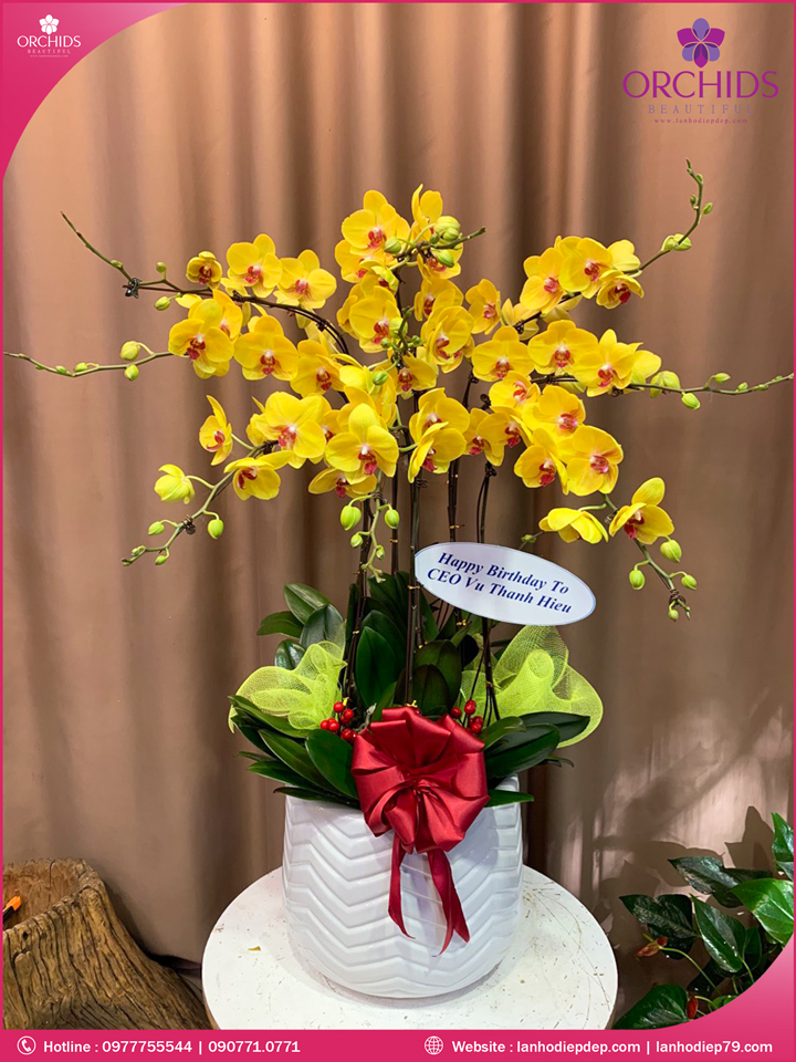 Chậu hoa lan hồ điệp vàng 10 cành