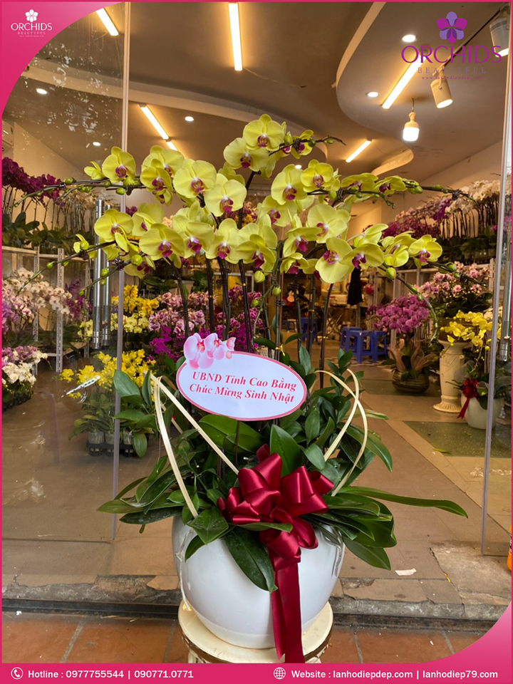 Chậu hoa lan hồ điệp vàng 10 cành