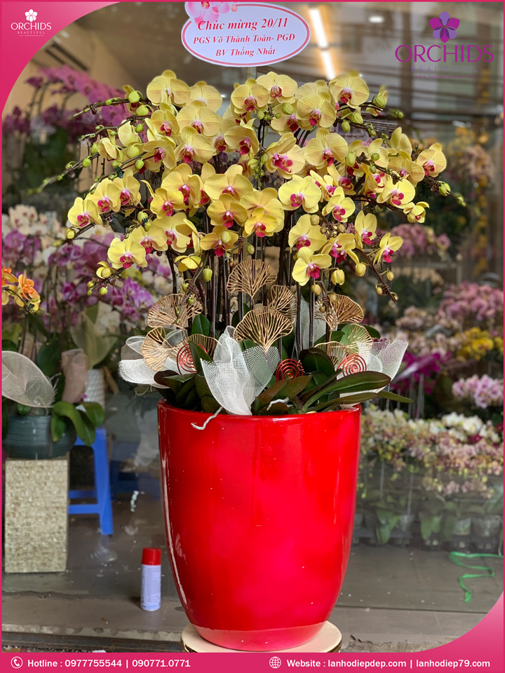 Chậu hoa lan hồ điệp vàng 15 cành