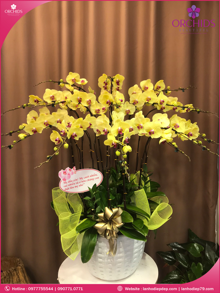 Chậu hoa lan hồ điệp vàng 15 cành