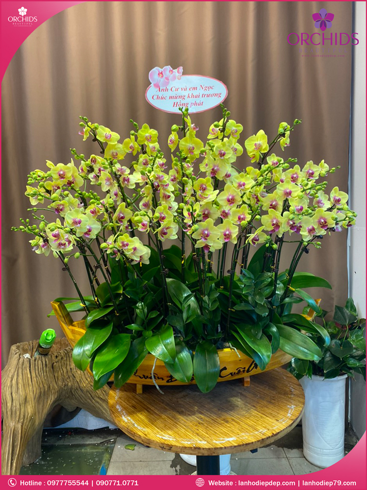 Chậu hoa lan hồ điệp vàng 25 cành