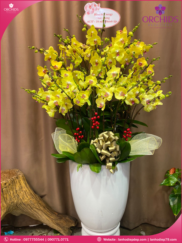 Chậu hoa lan hồ điệp vàng 30 cành