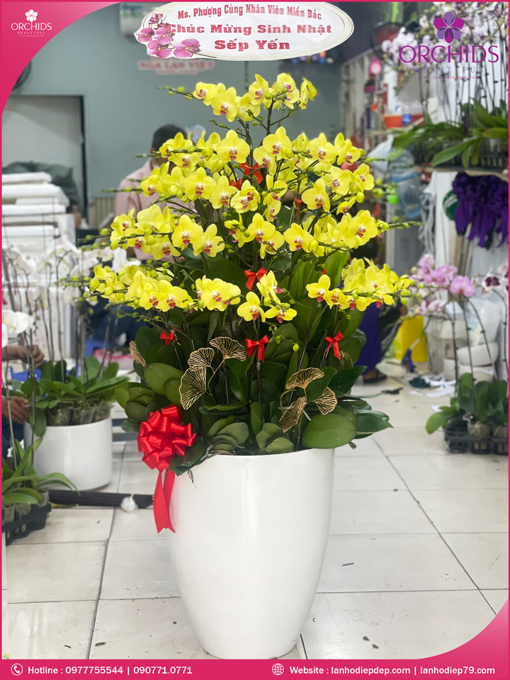 Chậu hoa lan hồ điệp vàng 40 cành