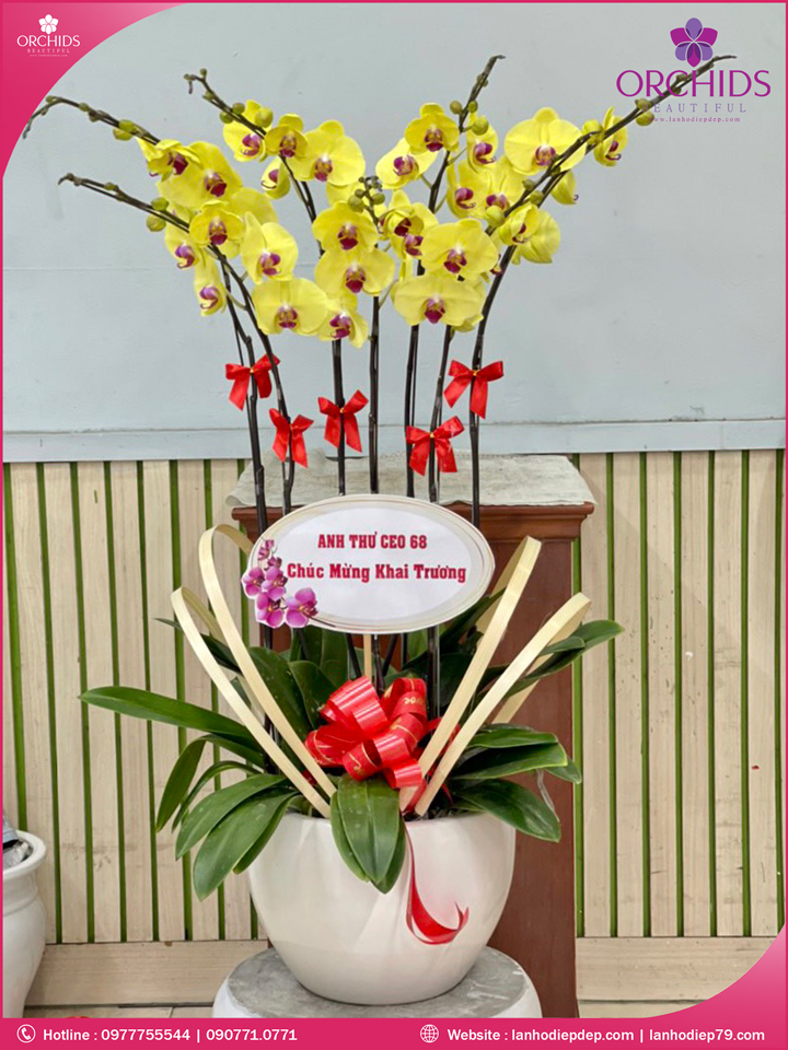 Chậu hoa lan hồ điệp vàng 7 cành