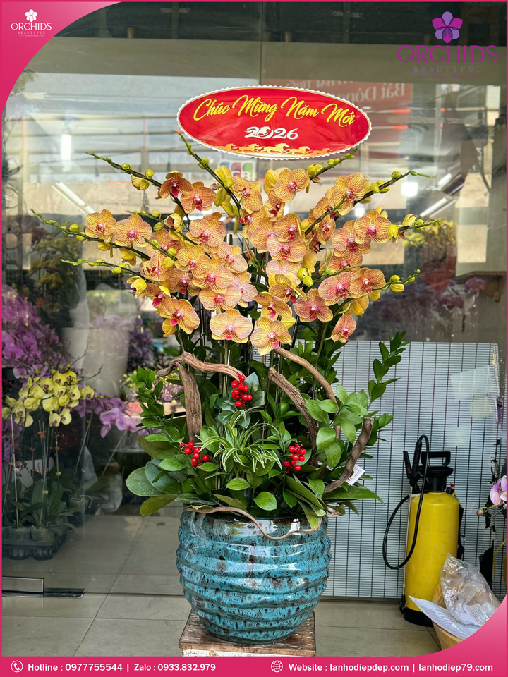 Chậu hoa lan hồ điệp cam 12 cành C91
