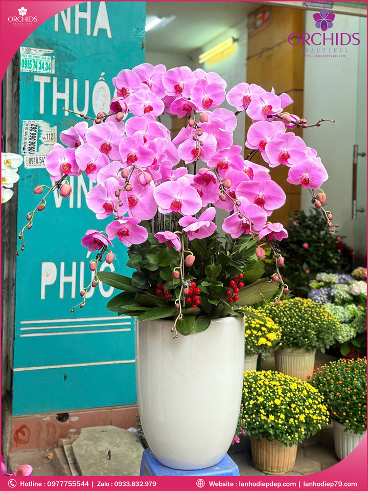 Chậu hoa lan hồ điệp hồng 10 cành H291