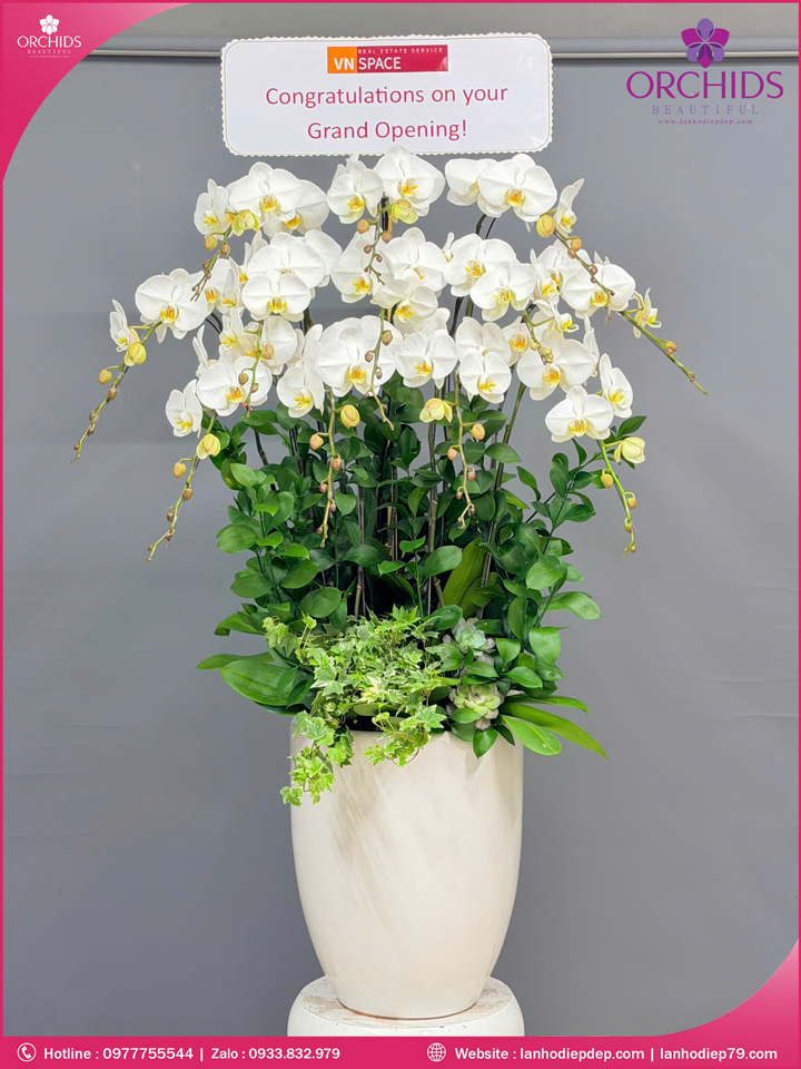 Chậu hoa lan hồ điệp trắng 12 cành TR392