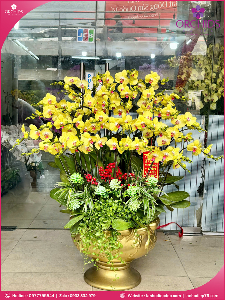 Chậu hoa lan hồ điệp vàng 35 cành V548