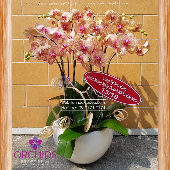 Chậu hoa lan hồ điệp cam 10 cành