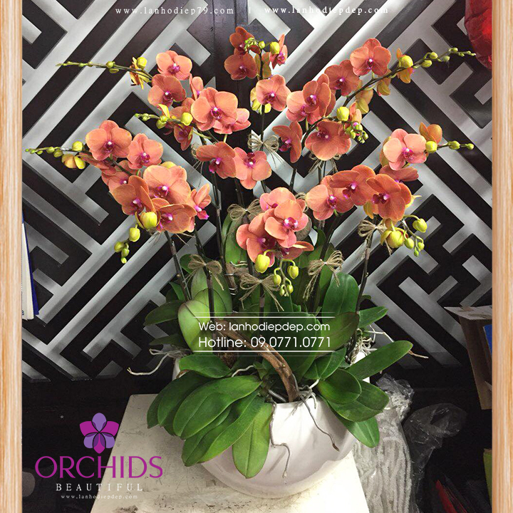 Chậu lan hồ điệp màu cam