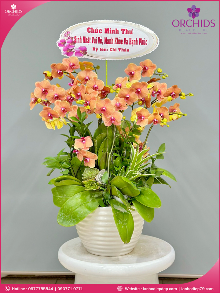 Chậu hoa lan hồ điệp cam 10 cành