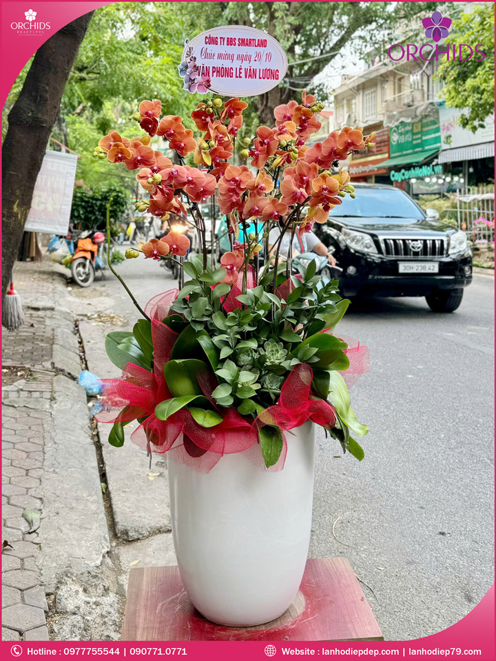 Chậu hoa lan hồ điệp cam 10 cành