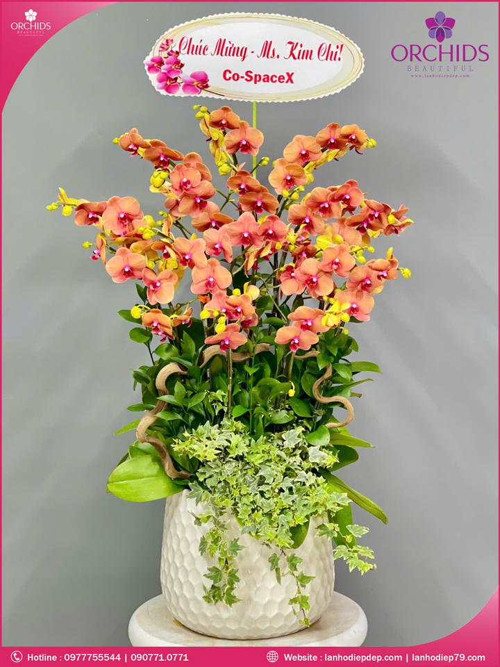 Chậu hoa lan hồ điệp cam 10 cành