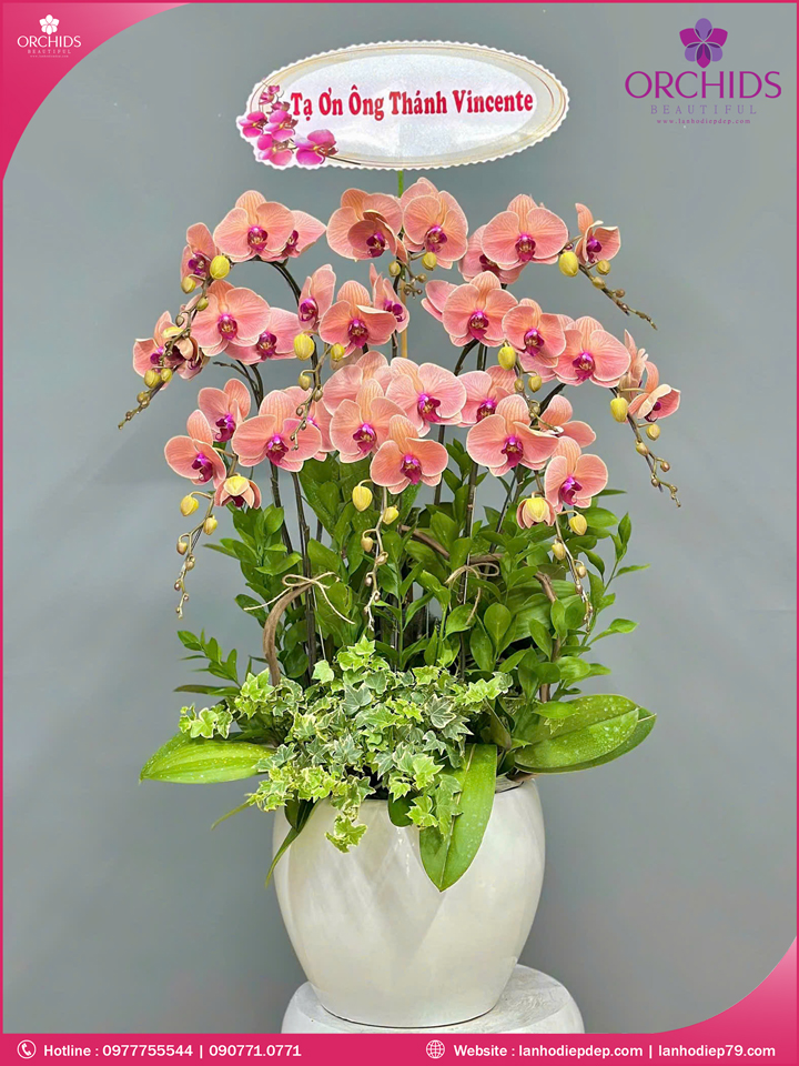Chậu hoa lan hồ điệp cam 10 cành