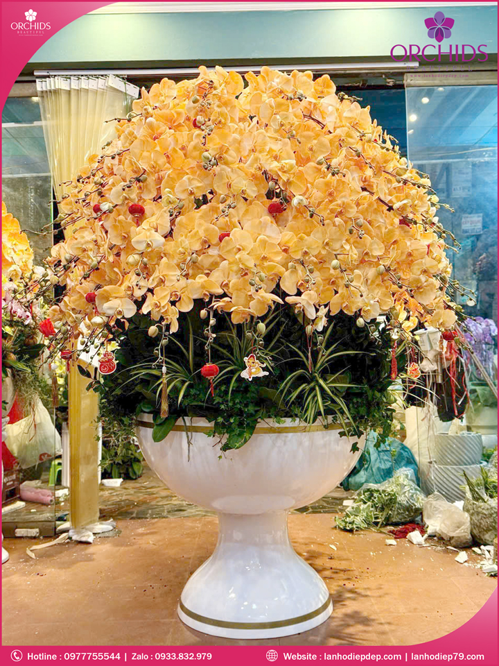 Chậu hoa lan hồ điệp cam 100 cành