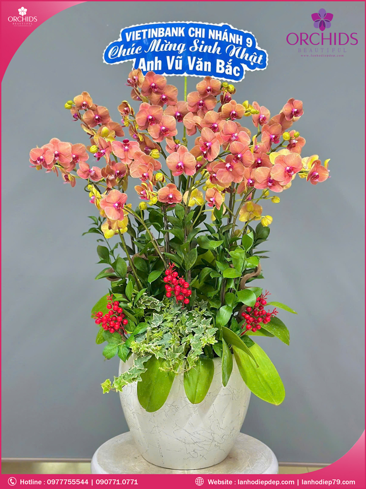 Chậu hoa lan hồ điệp cam 11 cành