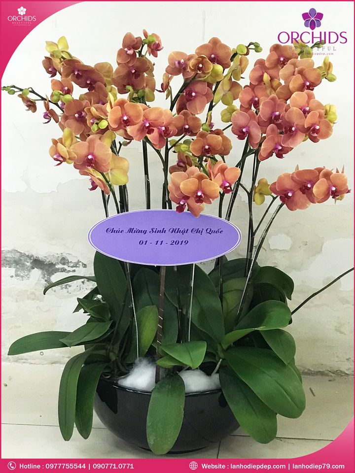 Chậu hoa lan hồ điệp cam 12 cành