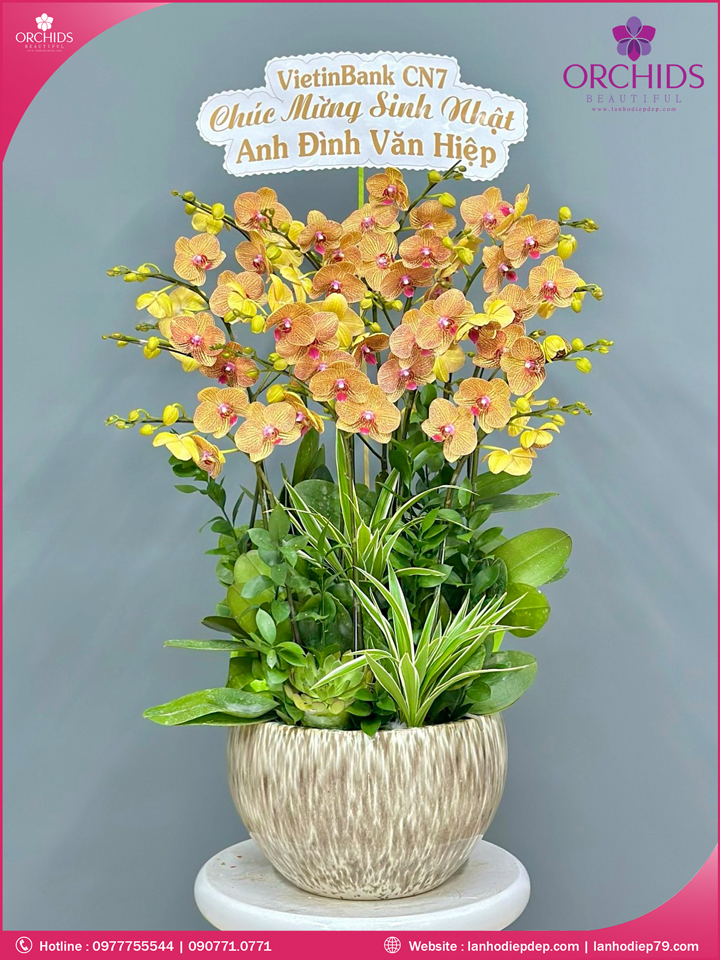 Chậu hoa lan hồ điệp cam 12 cành