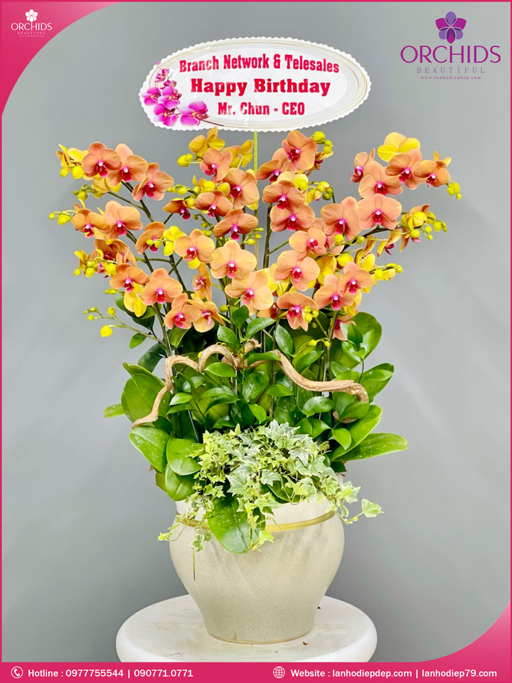 Chậu hoa lan hồ điệp cam 12 cành