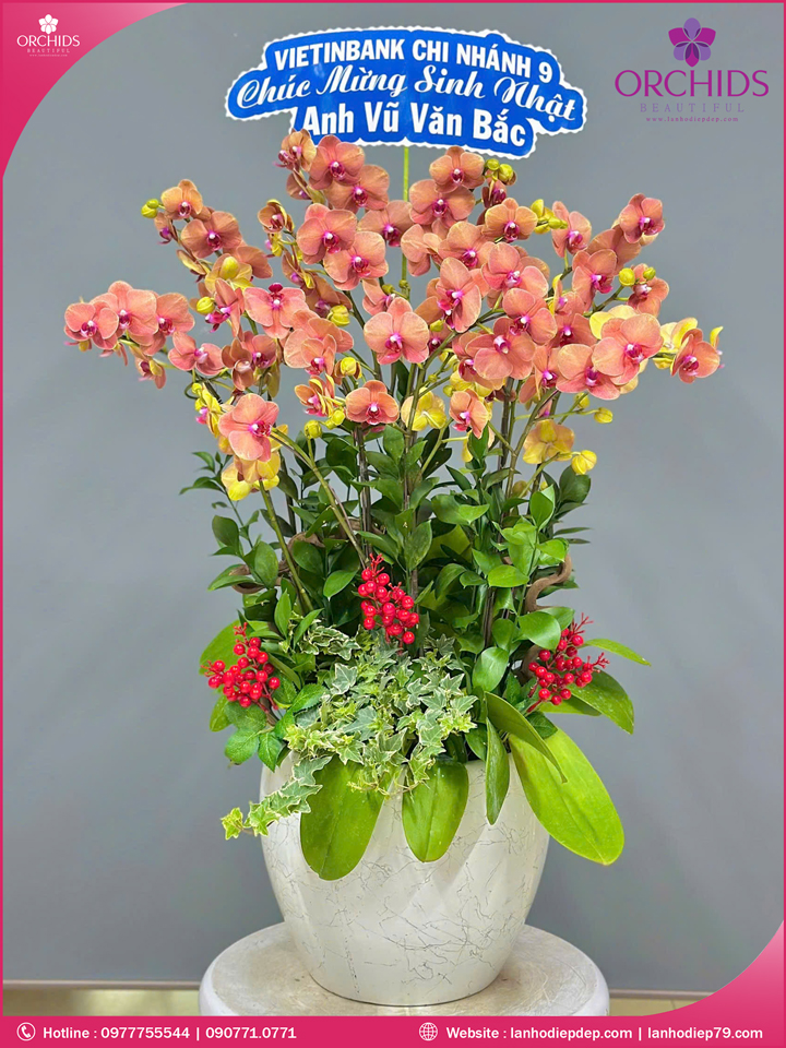 Chậu hoa lan hồ điệp cam 12 cành