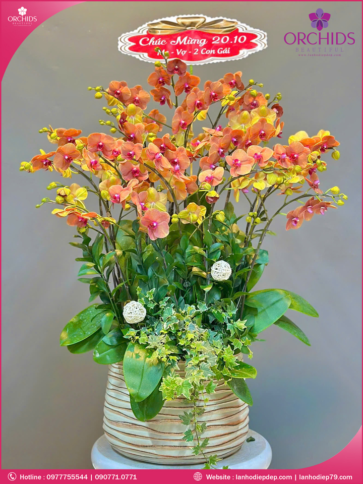 Chậu hoa lan hồ điệp cam 12 cành
