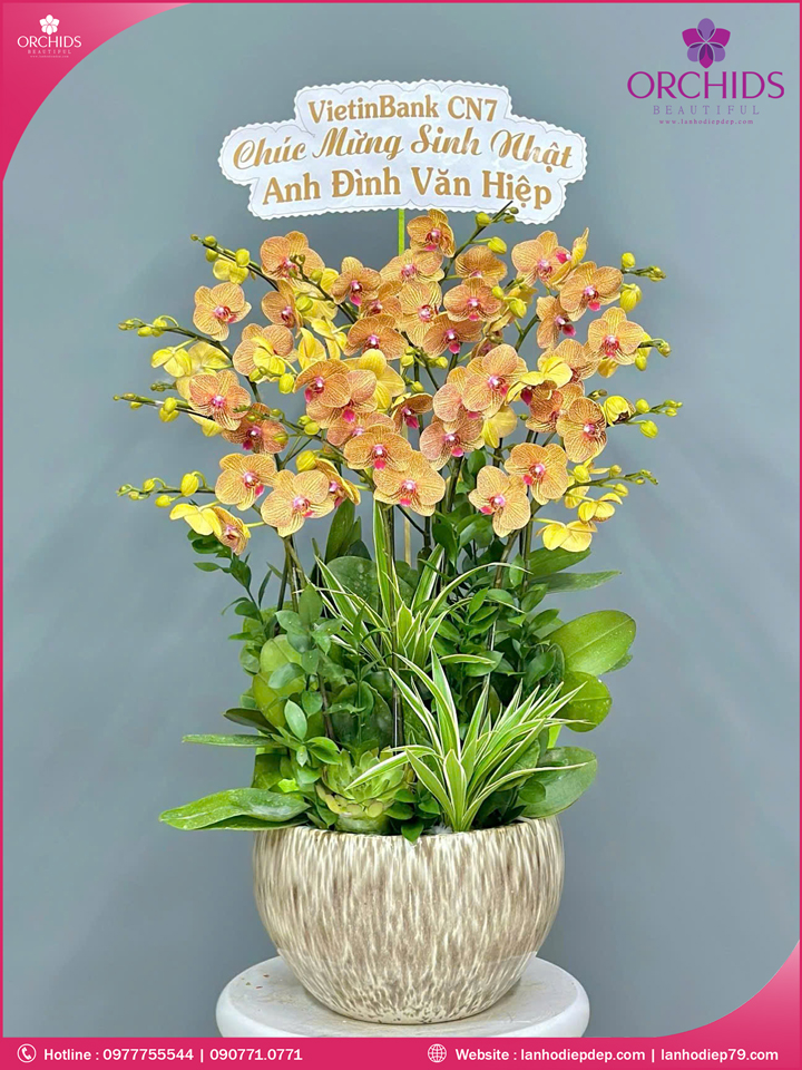Chậu hoa lan hồ điệp cam 12 cành