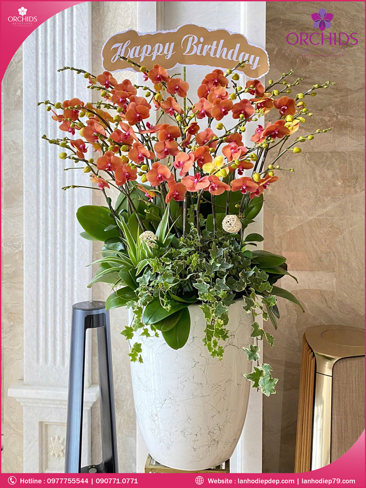 Chậu hoa lan hồ điệp cam 15 cành