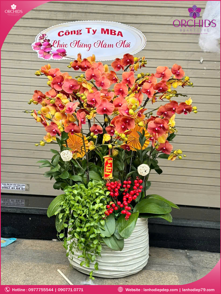 Chậu hoa lan hò điệp cam 15 cành