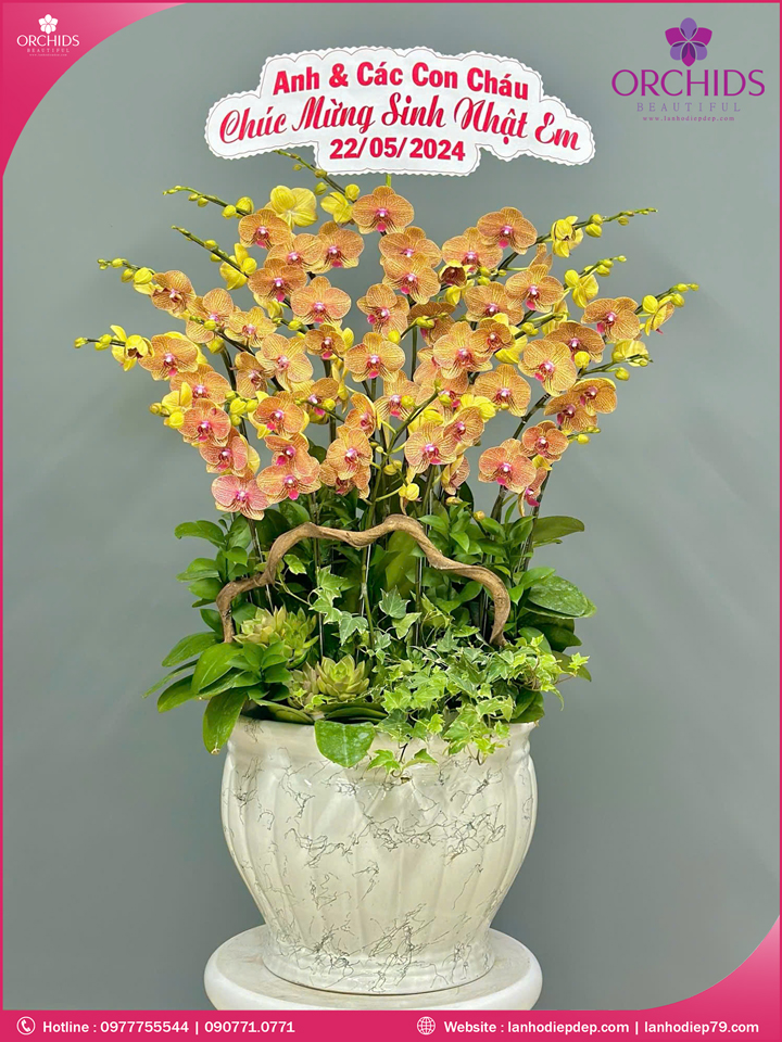 Chậu hoa lan hồ điệp cam 15 cành