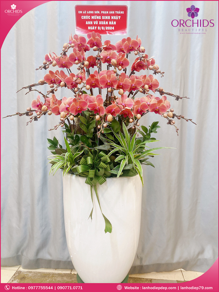 Chậu hoa lan hồ điệp cam 20 cành