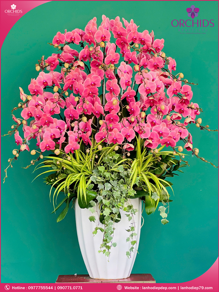 Chậu hoa lan hồ điệp cam 30 cành