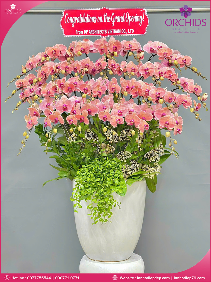 Chậu hoa lan hồ điệp cam 30 cành