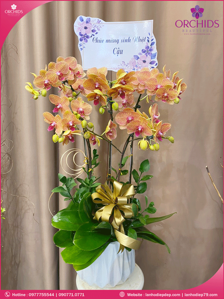 Chậu hoa lan hồ điệp cam 5 cành
