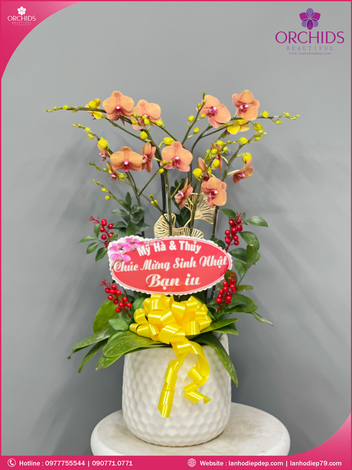 Chậu hoa lan hồ điệp cam 5 cành