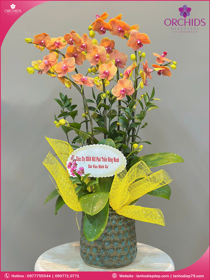 Chậu hoa lan hồ điệp cam 5 cành