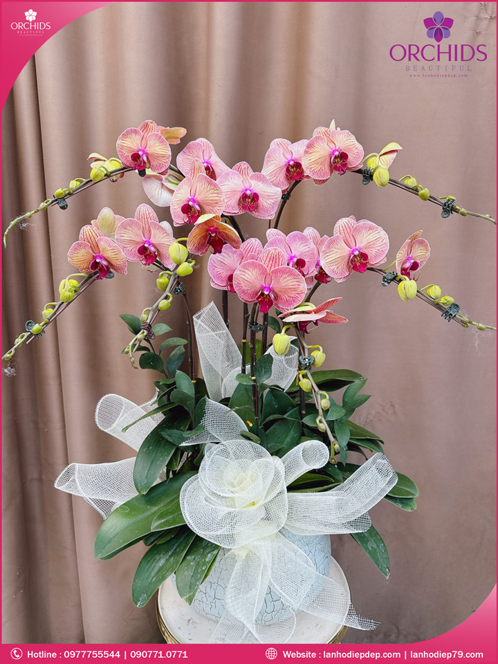 Chậu hoa lan hồ điệp cam 6 cành